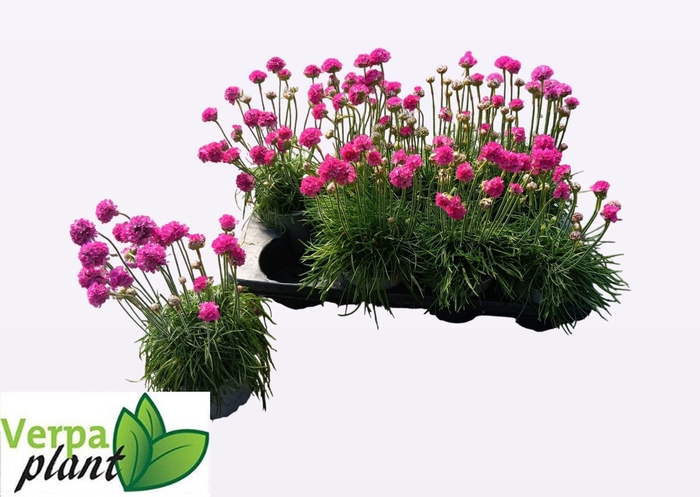 <h4>ARME MAR SPLENDENS</h4>