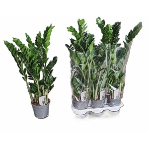 ZAMIO ZAMIIFOLIA