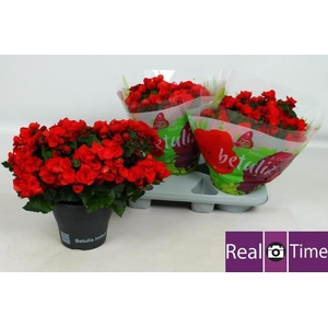 BEG HL BET RED
