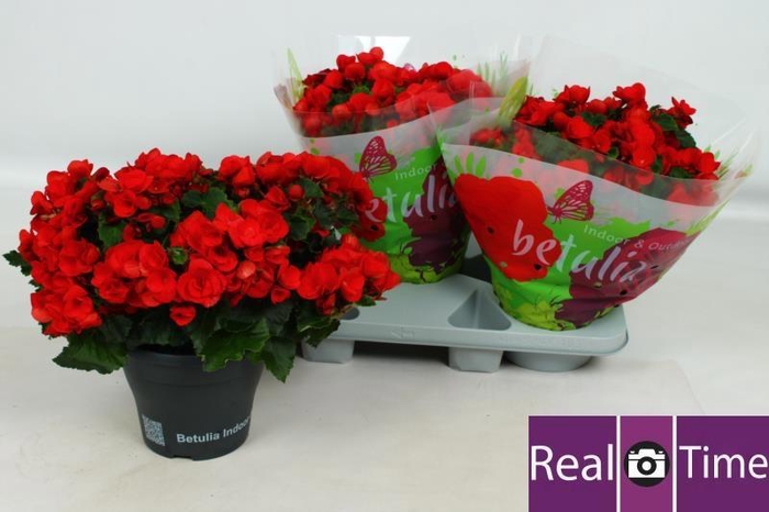 BEG HL BET RED