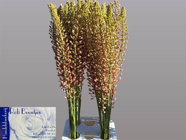 <h4>Eremurus Oase Beentjes</h4>