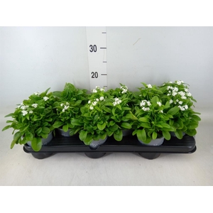 Myosotis sylv. 'Mon Amie White'