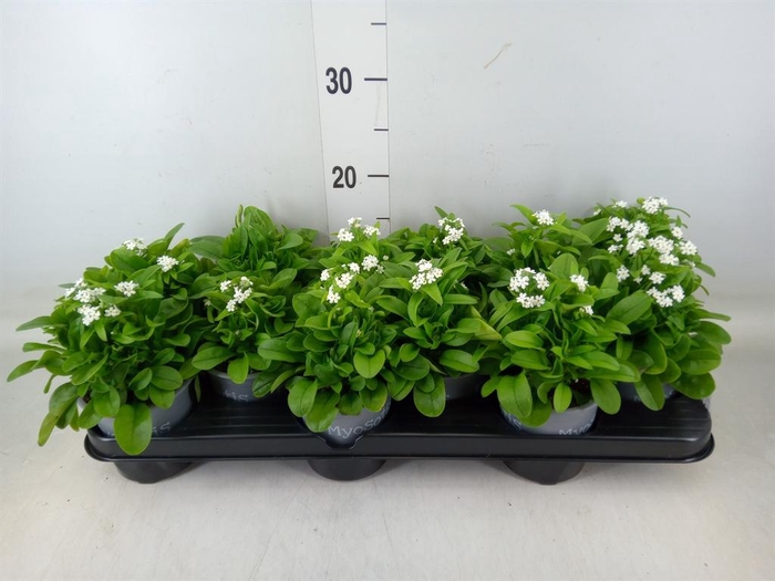<h4>Myosotis sylv. 'Mon Amie White'</h4>