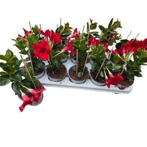 MANDE RIO PETITE RED