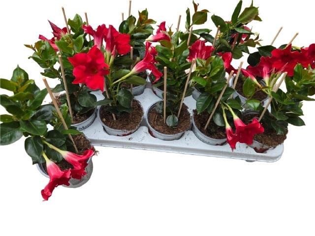 <h4>MANDE RIO PETITE RED</h4>