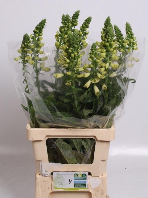 <h4>DIGI CAMELOT WHITE</h4>