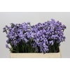 Limonium Sinuatum Donau Birds