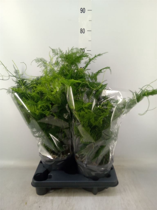 <h4>Asparagus setaceus</h4>