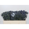 Eryngium Blue Dynamite