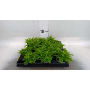 Nephrolepis exal.   ...