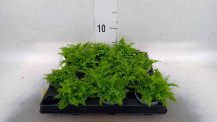 <h4>Nephrolepis exal.   ...</h4>