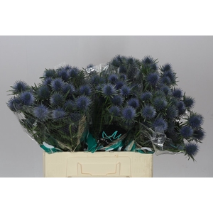 Eryngium Magnet
