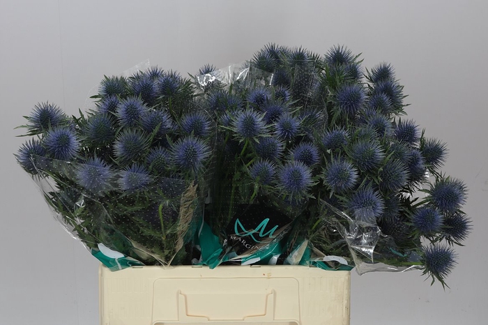 <h4>Eryngium Magnet</h4>