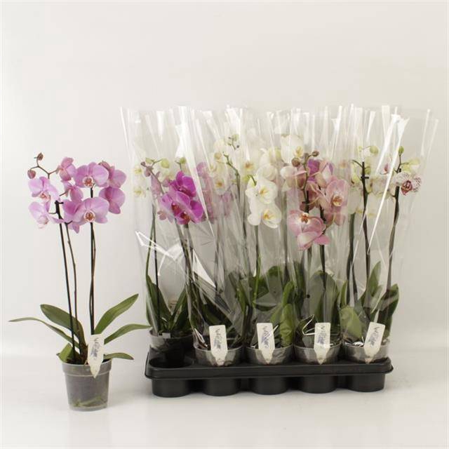 <h4>PHAL GEM</h4>