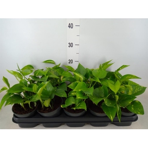 Epipremnum pinn. 'Aureum'