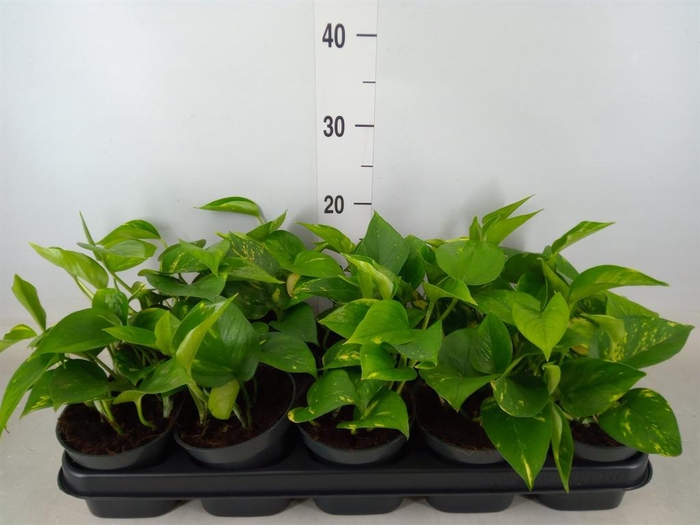 <h4>Epipremnum pinn. 'Aureum'</h4>