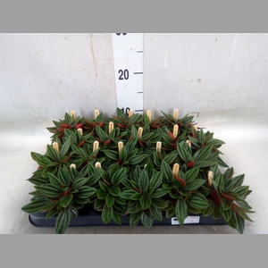Peperomia caperata 'Rosso'