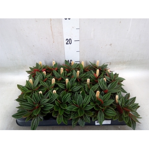 Peperomia caperata 'Rosso'