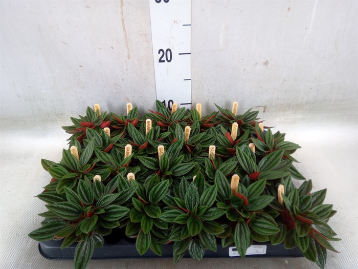 <h4>Peperomia caperata 'Rosso'</h4>
