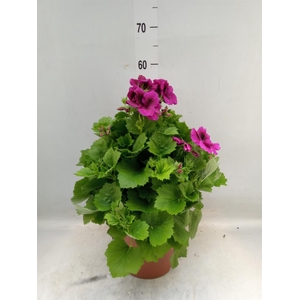 Pelargonium gran. 'Elegan Burgundy'