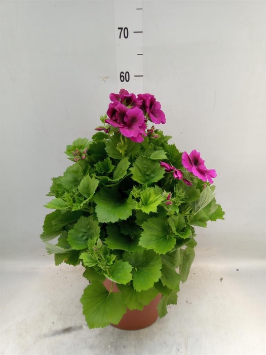 <h4>Pelargonium gran. 'Elegan Burgundy'</h4>