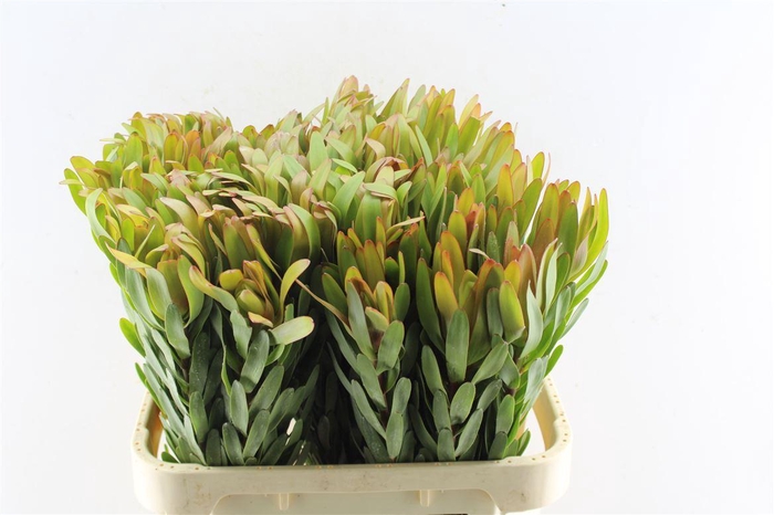 <h4>Leucad Ulka Xxl</h4>