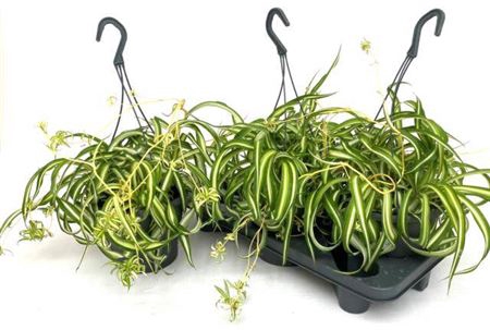 <h4>Chlorophytum comosum 'Bonnie'</h4>