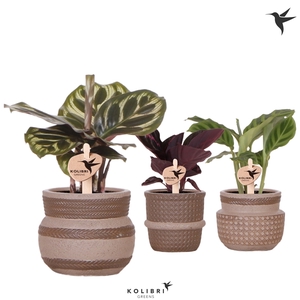 Kolibri Greens Calathea mix in Ethnic pot sand