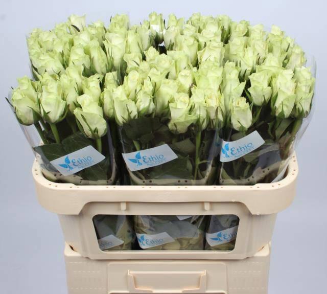 <h4>R GR ATHENA</h4>