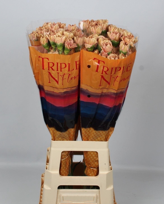 <h4>DI ST SAONA+</h4>