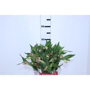 ALSTROEMERIA DUBAI 080 CM