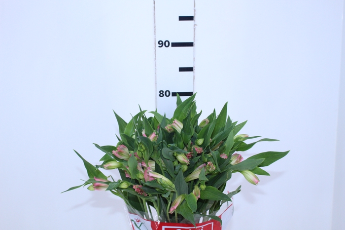 ALSTROEMERIA DUBAI 080 CM