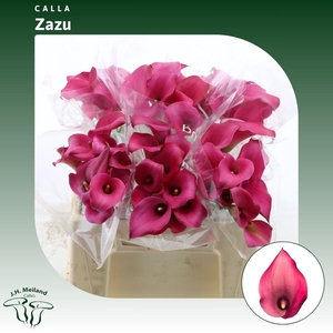 Calla Zazu