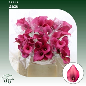 Calla Zazu