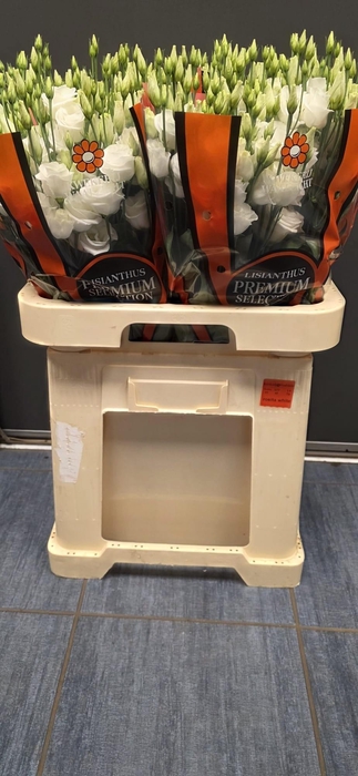 <h4>EUS G ROSI  WHITE</h4>