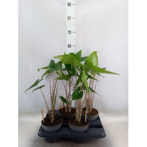 Alocasia zebrina