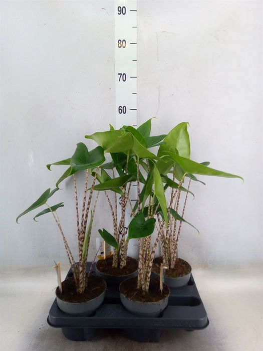 <h4>Alocasia zebrina</h4>