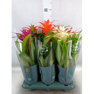 Guzmania   ...mix