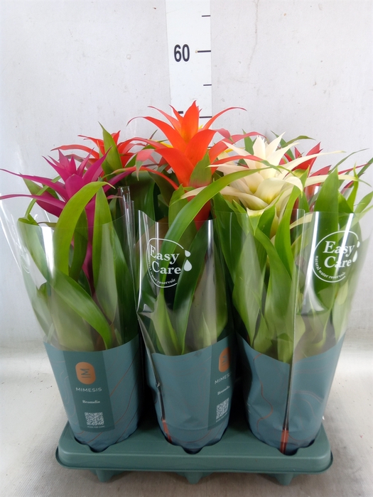 <h4>Guzmania   ...mix</h4>