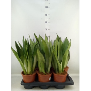 Sansevieria trifa. 'Moonshine'