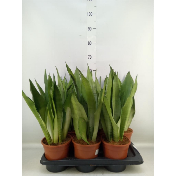 <h4>Sansevieria trifa. 'Moonshine'</h4>