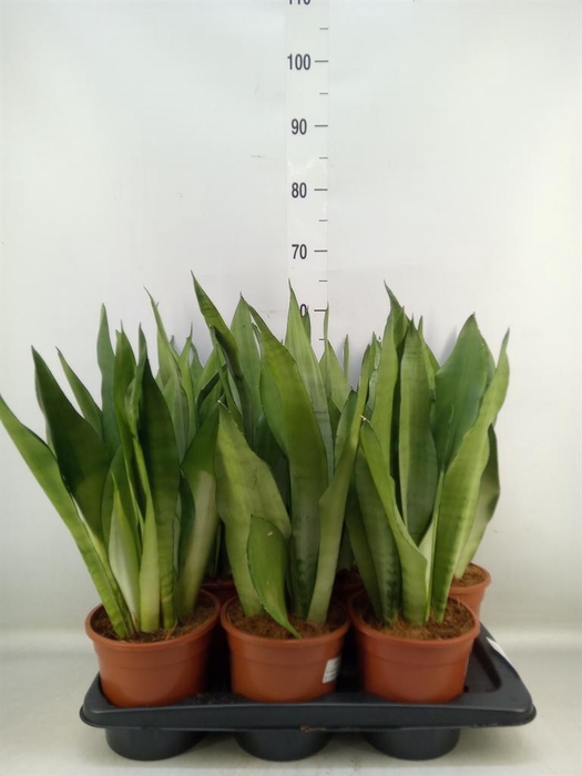 <h4>Sansevieria trifa. 'Moonshine'</h4>