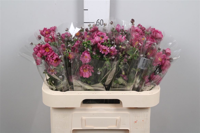 <h4>Anem Ov Dark Pink</h4>