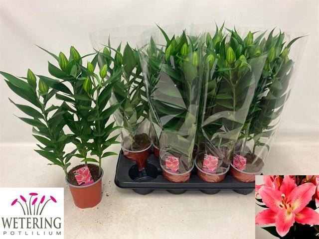 <h4>Lilium ori.  'Sunny Camino'</h4>