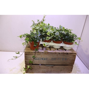 arr8 Hed He Gem 3 Srt