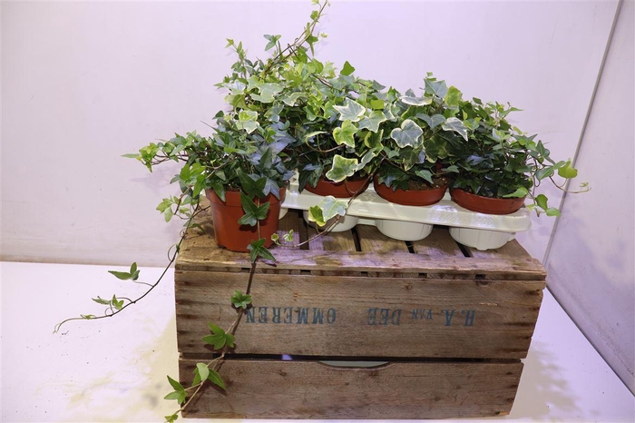 <h4>arr8 Hed He Gem 3 Srt</h4>