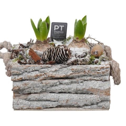 <h4>PTWH7745 Arrangement Winter Hyacint in houten bak</h4>