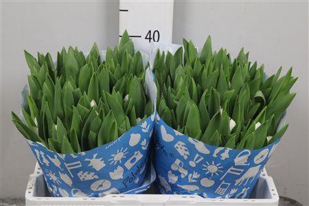 <h4>Tu En Royal Virgin</h4>