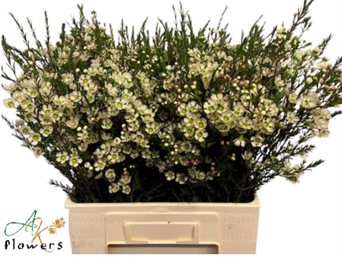 <h4>CHAME ME SIRIUS</h4>