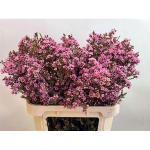 Chame Sarahs Delight